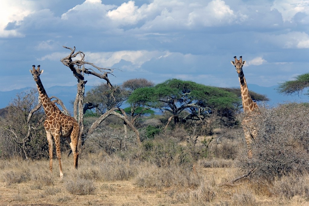 Kenia (53).jpg